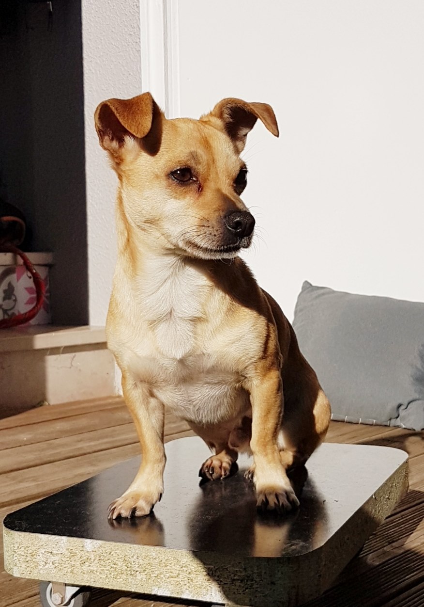 com animale chien